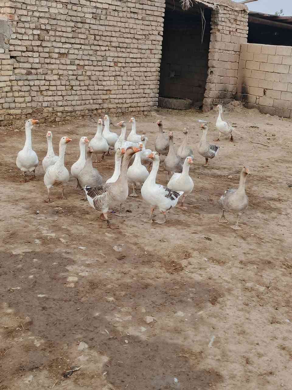 بطوط • زوج • طريق المجر