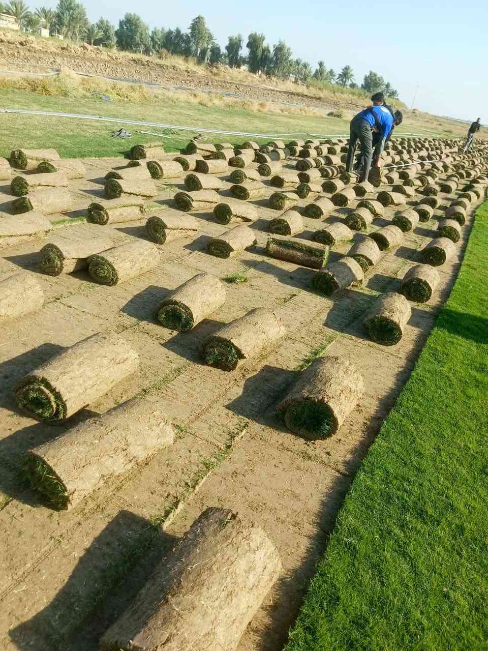 مزارع  الشمال للثيل الطبيعي 🍀
 متوفر كافة انواع الثيل 🍀
( امريكي - الهندي - الايطالي - الفرنسي )
لتجهيز... مشاتل🌴
والدوائر حكوميه🏦
منازل🏡 
منتزهات🏄
موجود خدمة توصيل 🚕
لكل محافظات العراق 🚕
للطلب يرجى التواصل مع الصفحة او مراسلة واتساب او الاتصال على :
***********
