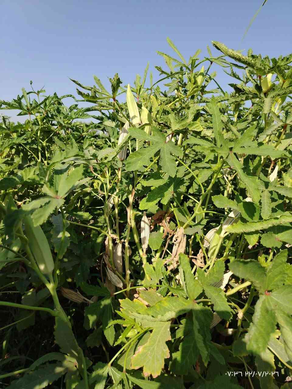 بذور بانيه • درجة أولى • صويره واسط
