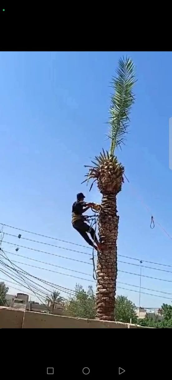 تقليم شجر • تنظيف حديقة • خانقين