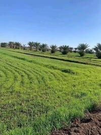 تاجي سبع البور • ٤ دوانم • طابو زراعي
