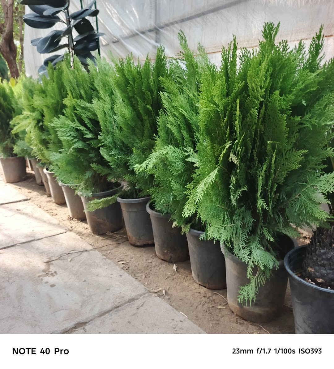 نباتات ضليه • أشجار خارجية • الصويره واسط
