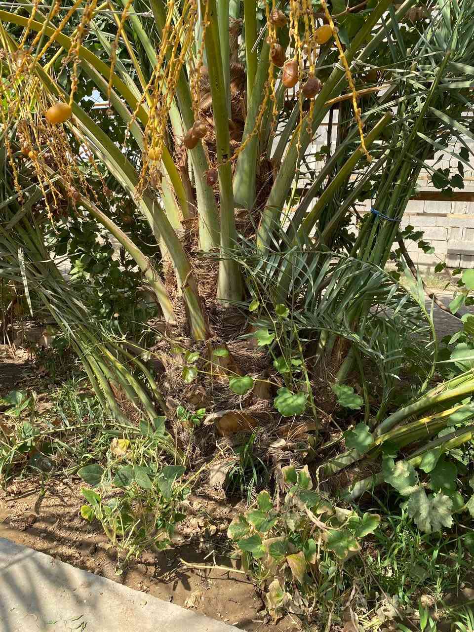 � للبيع نخيل تمر — نوعيات مميزة

متوفر نخيل من النوعيات:
🌴 برحي
🌴 مكتومي
🌴 معموري

نخيل مرتب ومناسب للزراعة، واللي يريد يشوفهن على الطبيعة حياكم الله.

📍 المكان: الأنبار – هيت
📞 للاستفسار والسعر، مراسلة خاص.
***********
البيع للجادين، والرزق على الله
