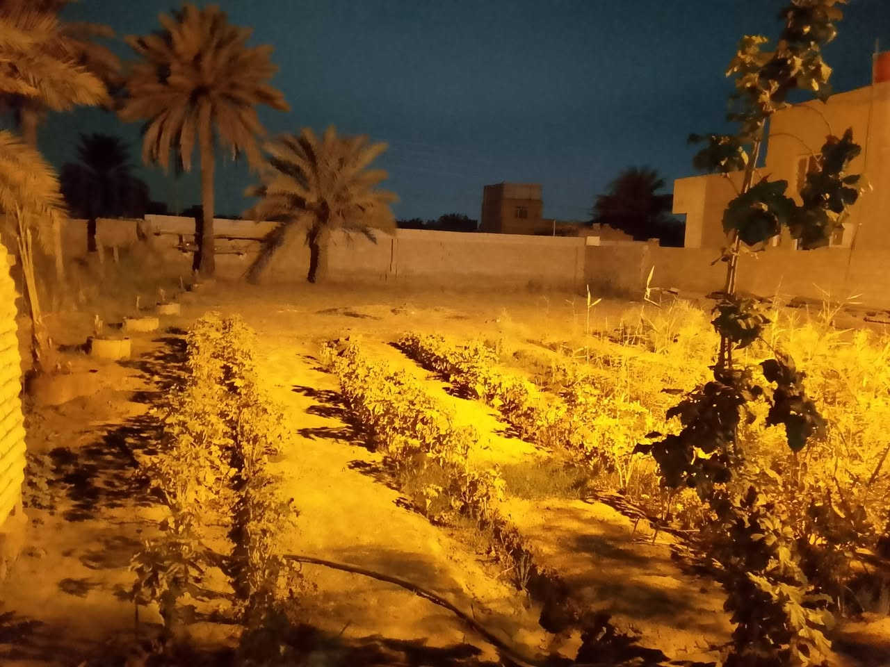 الوردية • ١٠٠٠م • طابو على شارعين