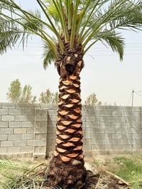 تكريب نخل • شلع فسائل • خدمات نخل