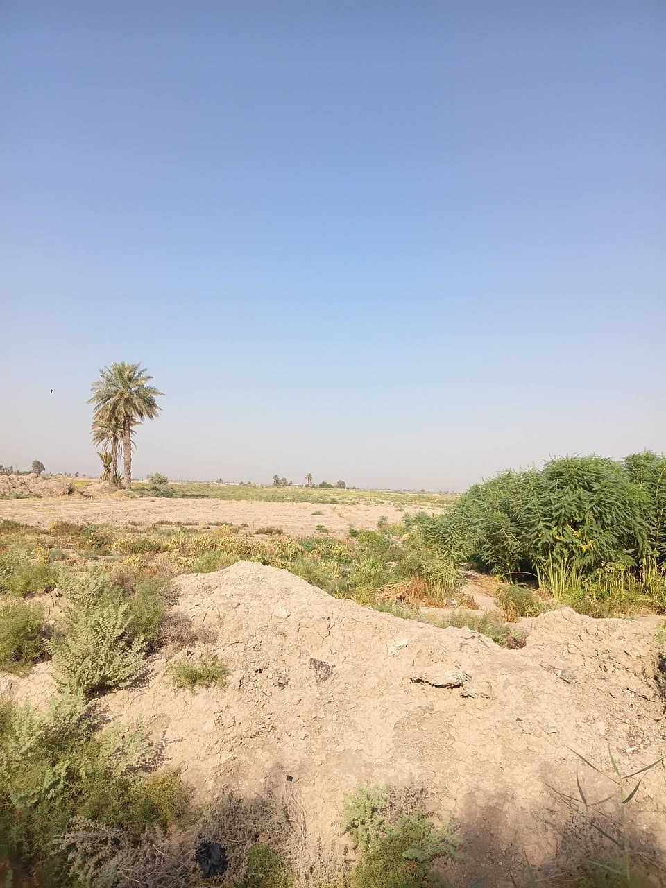 البيع ٢٠ دونم مع بيوت اثنين حديثات عقد ١١٧ مي موجود بابل جبلة رشايد واتساب ***********
