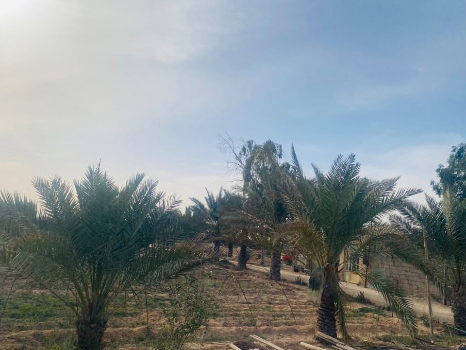 السلام عليكم مزرعه للبيع 6 دونم مع البيت مزرعه صالحه للزراعه
بئر ماء - ماء أسأله- كهرباء - خط مولد  
كلشي متوفر بيها مزرعه نخيل ورمان 
بيها بحيرات عدد 2 متروكه 
سعر المزرعه 70 مع البيت وبيها مجال بسيط 
للتواصل اكثر 

‭+964 786 231 4264‬
العنوان نجف طريق ياعلي عمود 185 تبعد كيلو عن شارع. قرار محكمه
