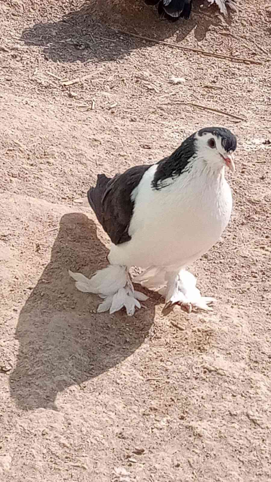 زوج عرايس • بطاريق بياض • العزيزية