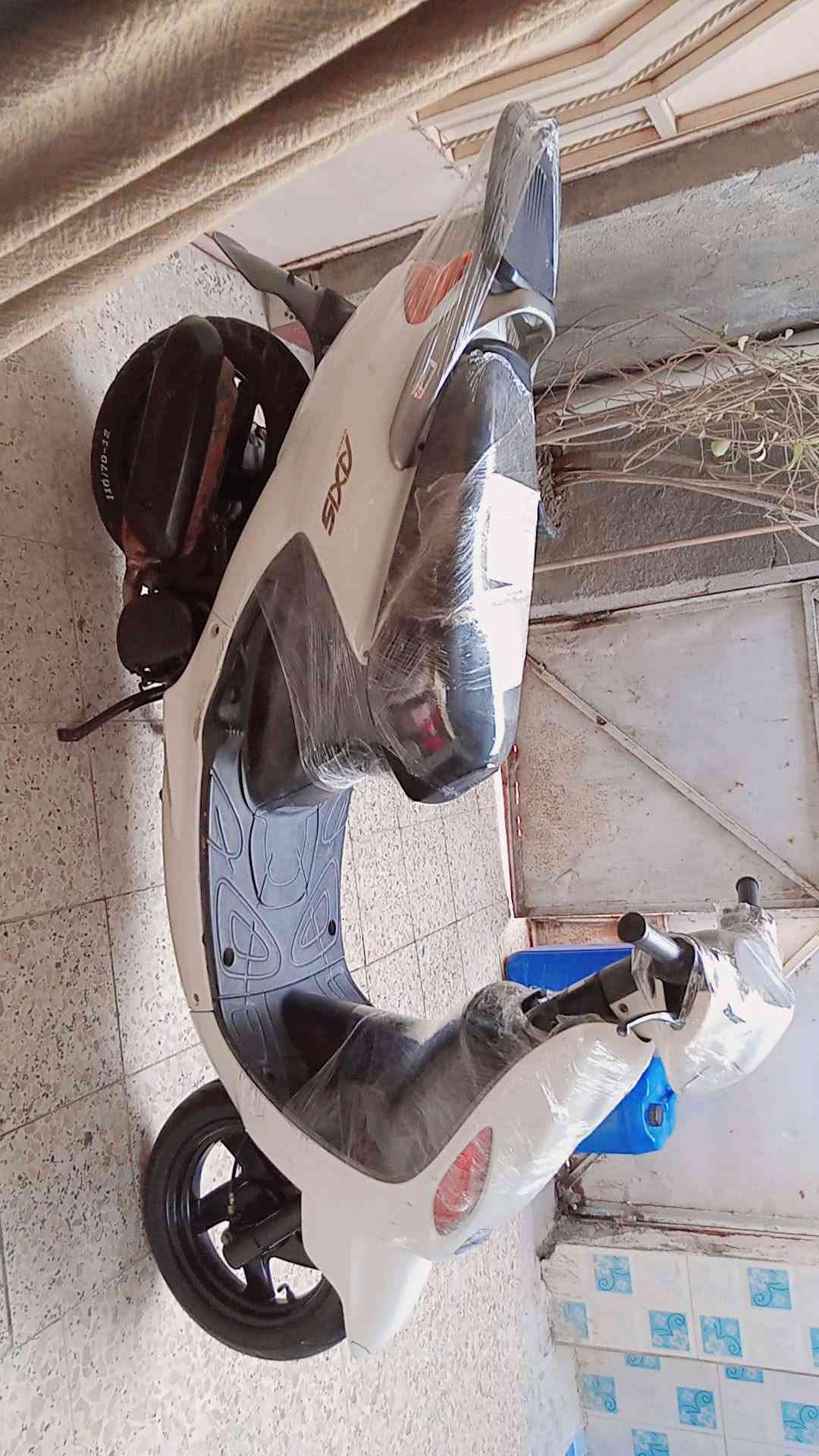 اكزز فحل • ابيض لؤلؤي • كفاله عامه