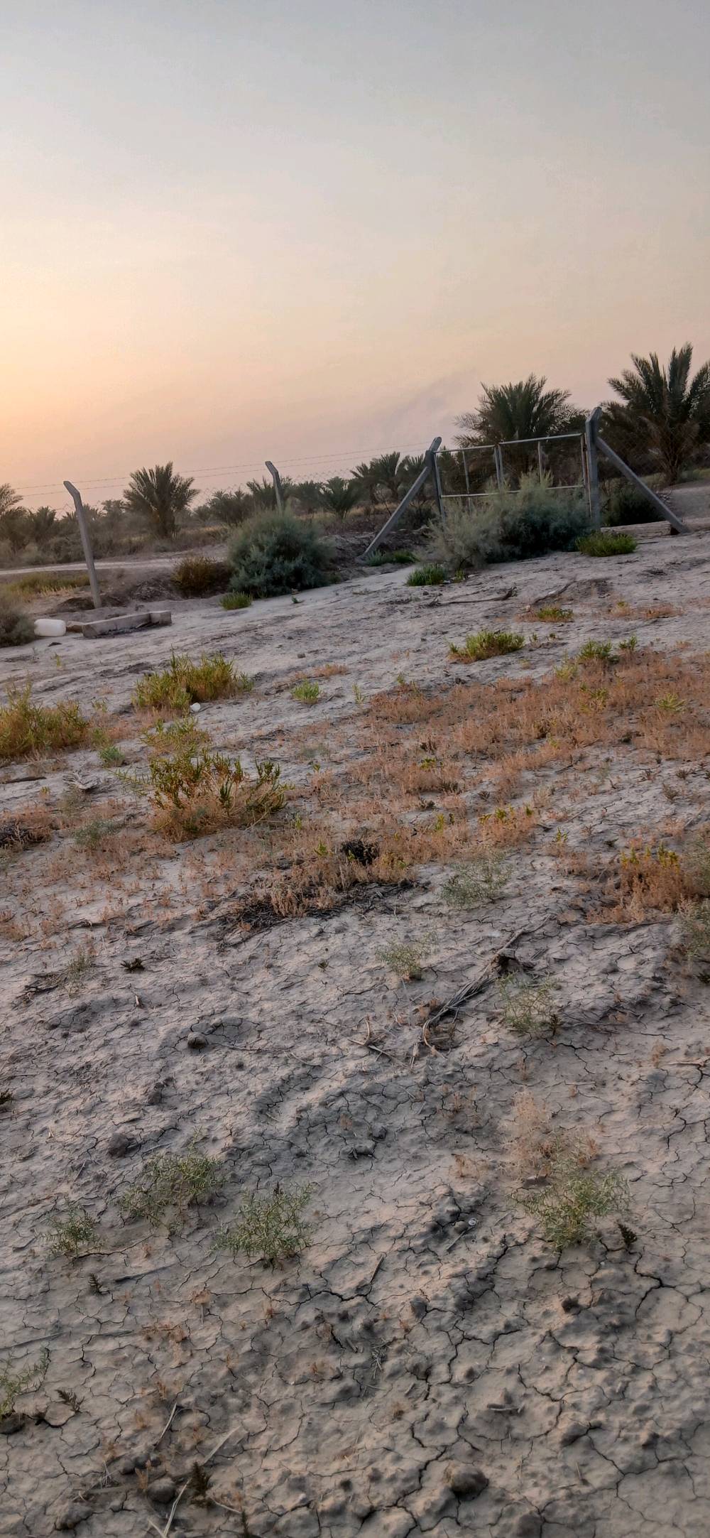 دونم • سند 25 • بئر شغال
