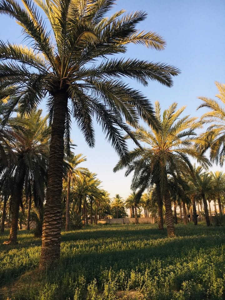 السلام عليكم بستان اللبيع المساحة دونم وربع سند 25 تحويل بأسم المشتري ماء سقي وماء اسأله وكهرباء المكان بغداد السياحي على السدة التبليط تبعد عن الشارع العام 300 متر  الاستفسار على الرقم ***********
