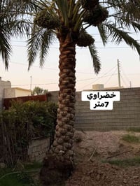 للبيع • اتصال فقط • ديكور حديقة