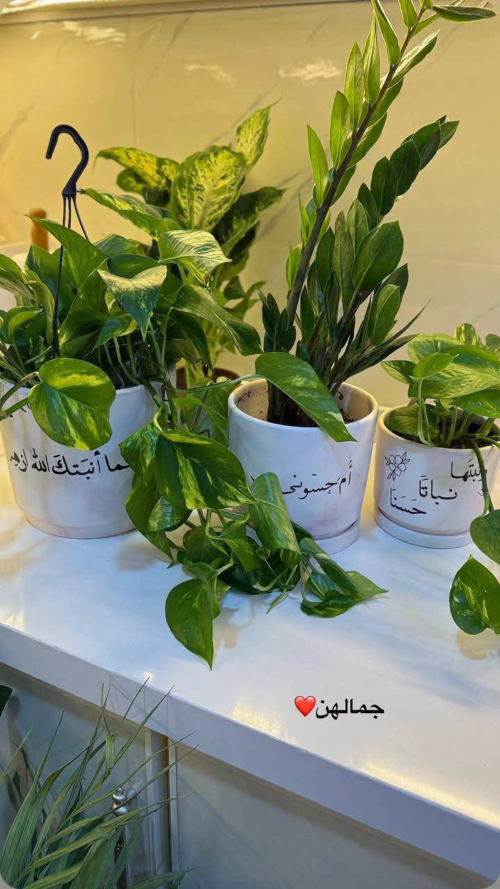 جمال نباتاتنا مايحتاجلها وصف 
هي توصف نفسها 🍀✨

اذا ماتوصلكم مثل الصور واحلى بعد 
ارفضوها 😎

التوصيل متوفر لكل المحافظات العراقية 
للحجز والاستفسار راسلونا للصفحة 🕊️ 
او واتساب ***********
#مشتل_زهور_النرجس 
#نباتات_ظلية #مشتل #بغداد 
#العراق

نص مكتوب في الصور:
- جمالهن❤️
- الجمال يبدأ من ورقة