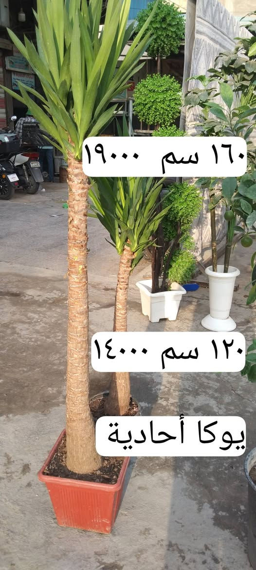 بغداد حي العدل • نباتات زينة • قيصرية عباس