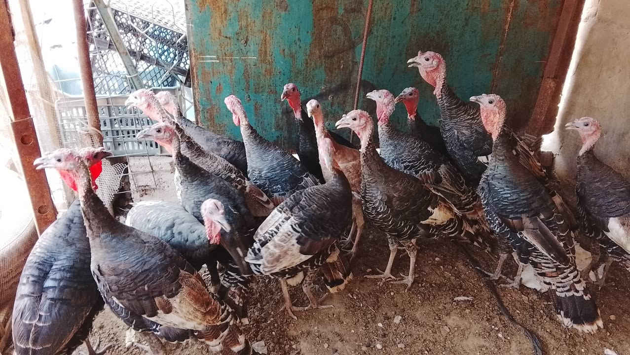 فسيفس عرب • شرط ١٥ • تكريت القادسيه