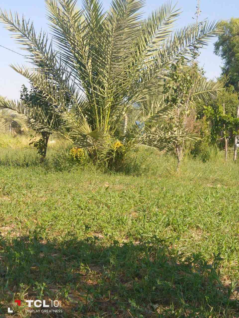 طابو زراعي • سند ٢٥ • دونم ونص