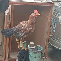 ‏‪07711228528‬‏ ديوجه ودجاج للبيع المكان بغداد الشعب  راسل الرقم على ا...
