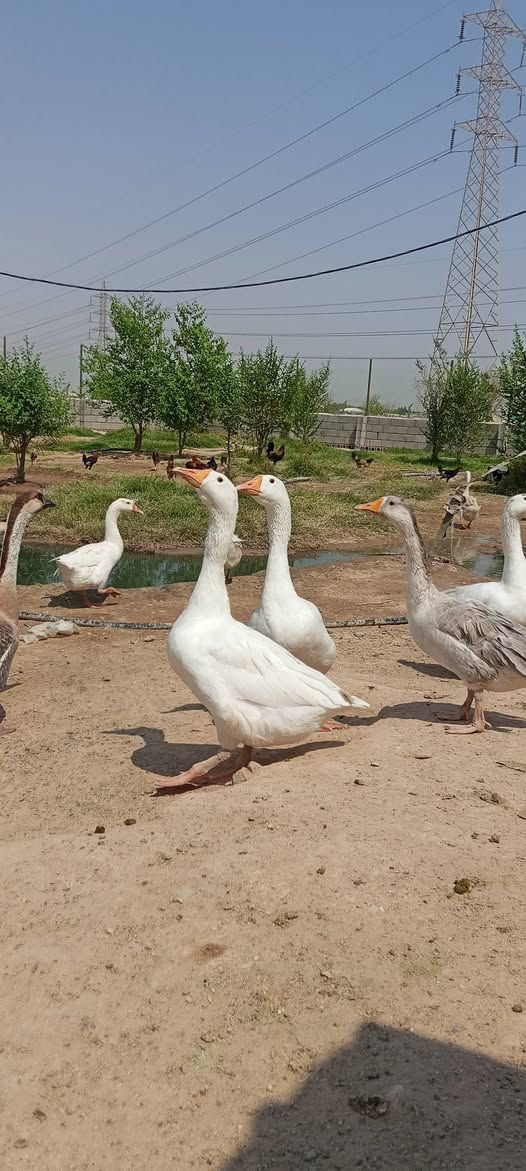 سلام عليكم للبيع بط كوبره ومظرب وعادي العنوان زبير دواجن قرب سيطرة البحرية الاتصال برقم ***********
