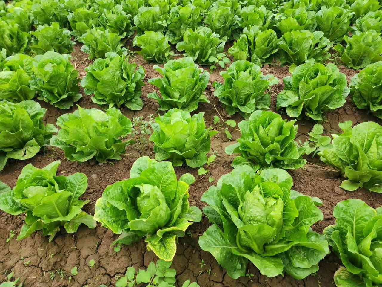 🥬🌱 خس باهر F1 | BAHER F1 🌱🥬
من Valley Vegetable Seeds الهولندية 🇳🇱
صنف مميز للمزارع الباحث عن الجودة، التجانس، والحجم التسويقي الممتاز.

🔹 العمر: 60–70 يوم
🔹 اللون: اخضر
🔹 الوزن: 1 – 1.25 كغم
🔹 الصنف: BAHER F1
🔹 بذور أصلية بجودة عالية 🌱

🥬 باهر F1… إنتاج متجانس، وزن ممتاز، وشكل يجذب السوق.

🚚 يتوفر لدينا توصيل إلى جميع محافظات العراق 🇮🇶

📞 للطلب والاستفسار:
***********
***********

📍 مكتب المهندس علاء الشجيري للتجهيزات الزراعية

#خس_باهر_F1 #BAHER_F1 #Valley #بذور_هولندية #بذور_خضر #خس #زراعة #مزارعين #التجهيزات_الزراعية
@الجميع

:

#مكتب_علاء_الشجيري #مكتب_المهندس_علاء_الشجيري #علاء_الشجيري #مكتب_علاء_الشجيري_للتجهيزات_الزراعية #الشجيري_للتجهيزات_الزراعة
#خس
