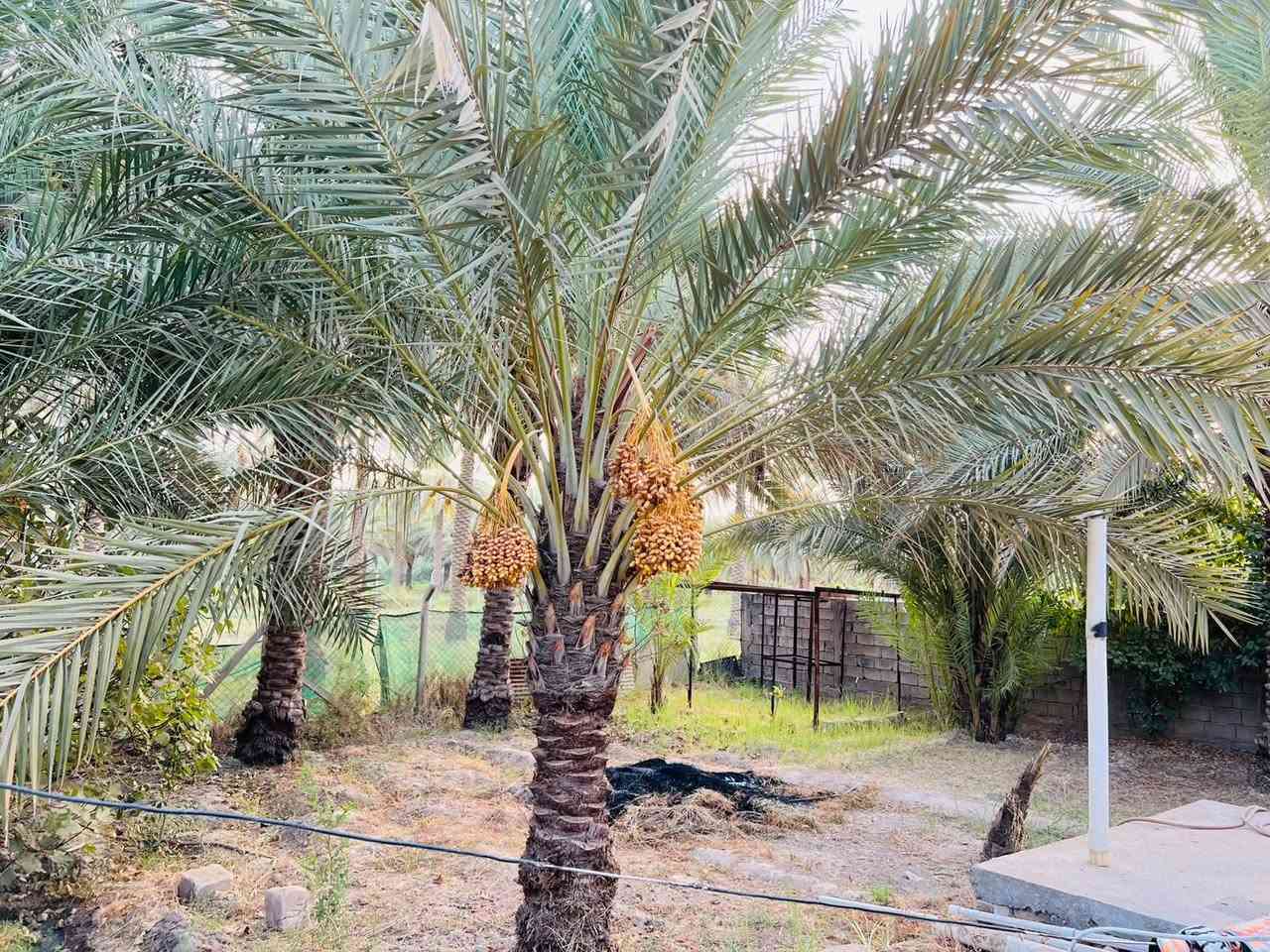 #للبيع قطعة ارض مساحتها 800 متر فيها دار مساحته 300 متر مضيف 12*5 و ثلاث غرف 6*4 سويت و 5*4 و 4.5*4 وصاله 8*4 ومطبخ 3.5*5 وصحيات داخليه وخارجيه مع طارمه كبيره 4*17 يصلح مضيف او موكب للزوار او سكن حسب الرغبه يبعد عن شارع كربلاء _ بغداد 100 متر على شارع 10 متر يربط شارع بغداد مع السده والمحاويل مع وجود كافه الخدمات مدارس ابتدائيه ومتوسطه ومستوصف صحي وماء وكهرباء
العنوان المسيب ناحيه سوراء هورحسين سابقا عمود مقابل حسينيه الامام الحجه عمود 565
السعر 300 مليون وبيه مجال 
للتواصل ***********
