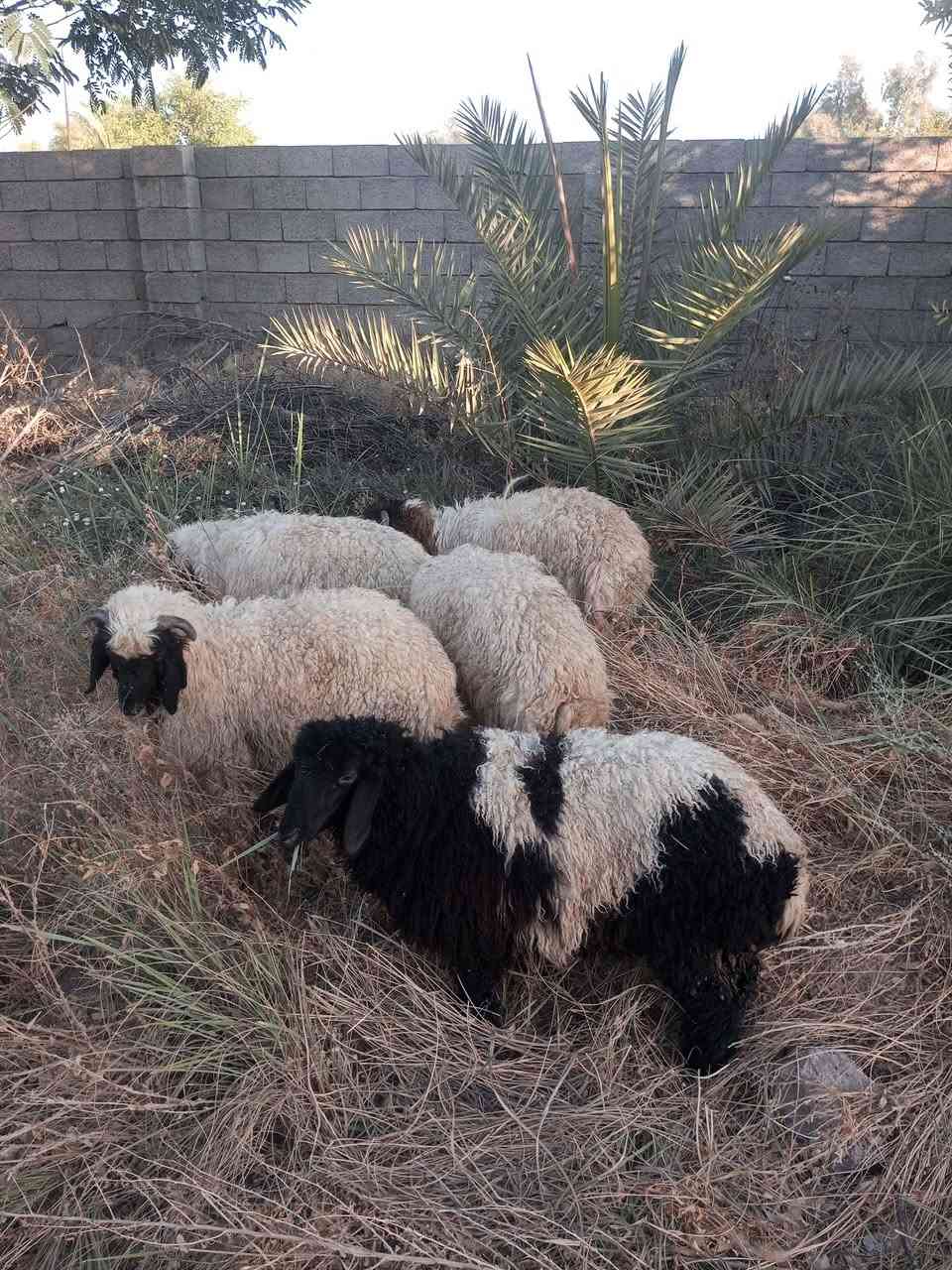 3خرفان وفطايم 2 العدد الكل 5
سمان مال ربط 

تريد بس الخرفان سعر 630 الزوج قفل 

تريد شلع 600 الزوج قفل 

العنوان العلم سمرة 

***********

***********

