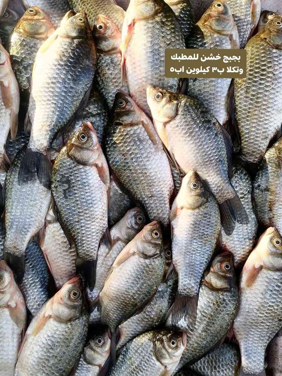 يا الله مصباح الجمعه وصلات علا محمد

العلاف العدل الخشن ب٥تالاف يوجد خدمت تنضيف تقطيع تصديف مجاني حسب اطلب يوجد شوي علحطب

سمتي حر مال شط ب٤   ٣كيلوات ب١١

شانك خشن مال شط ب٣ونص.   ٣كيلوات ب١٠

بجبج خشن للمطبك وتكلا ب٣ كيلوين اب٥

حرش وصط مال شط ب٦ كيلوين ب١١

العنوان تقاطع حي شهداء الثاني اليطلعك للمهدي علا ايدك اليسره بجهت المحل مال سكلات يوجد توصيل جميع الأحياء في السماوه للحجز *********** واتساب وحنه بخدمتكم

نص مكتوب في الصور:
- به تلاف العلاف العدل
- شانك خشن ب٣اونص. ٣كيلوات ب ١٠
- حرش وسط مال شط
- ب٦ كيلوين ب١١
- سمتي حر مال شط ب٤. ٣كيلوات ب١١
- بجبج خشن للمطبك وتكلا ب ٣ كيلوين ابه