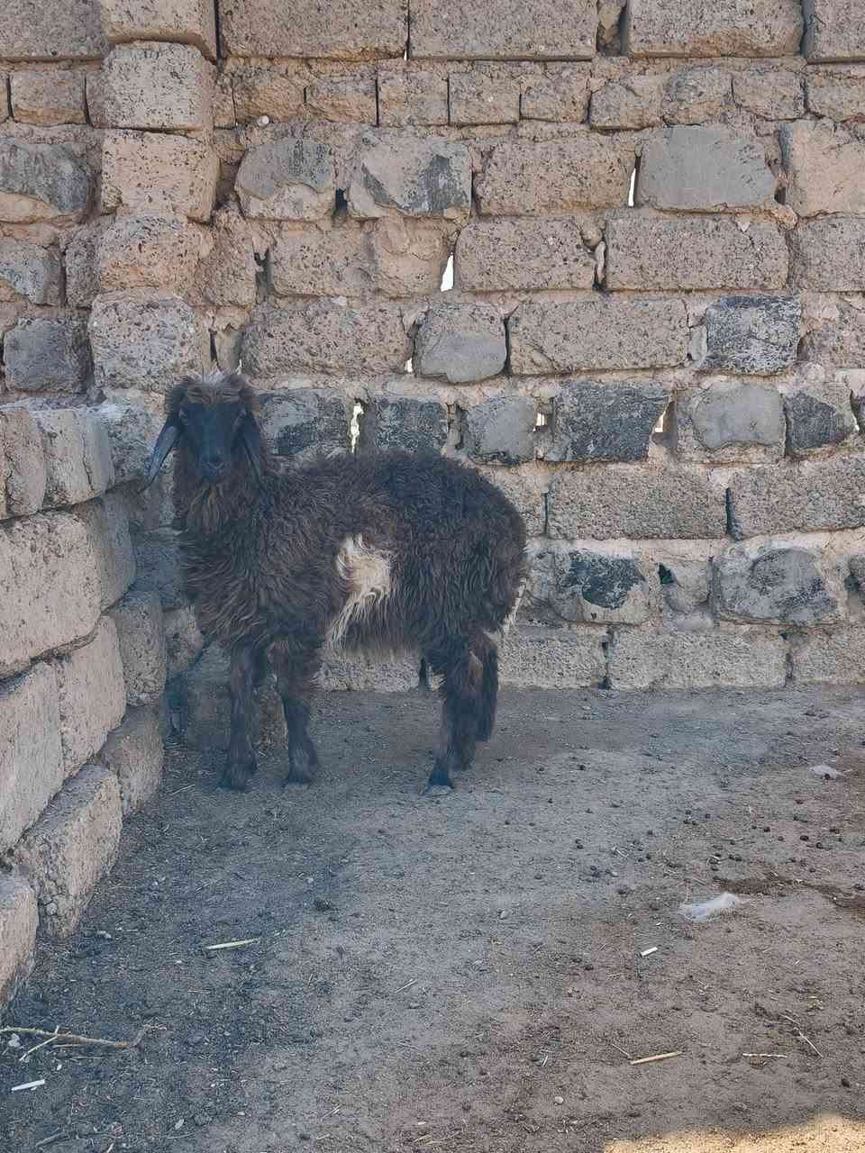 فطيمه • أكل وشرب • بيجي حي تاميم