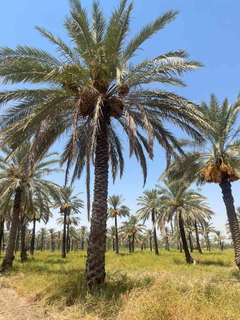🌴🔥 فرصة استثمارية مميزة للبيع في الصويرة 🔥🌴

📍 الموقع: الصويرة – الرحمانيه قرب شارع المطار

وجه الارظ 158 متر 
🏡 المساحة: 10 دونم
📜 حق تصرف – سند 25
📐 مربعة گونية
🌊 قريبة جداً من النهر

🌴 مواصفات ومميزات الأرض:
✅ تحتوي على 100 نخلة
💧 متوفر ماء سقي مع ماطور ماء 7.5 حصان
🚰 متوفر ماء إسالة
⚡ متوفر كهرباء
🏫 مدارس قريبة
🛣️ تبعد عن الشارع المبلط حوالي 300 متر
🌱 أرض مناسبة للزراعة والاستثمار وإنشاء بستان ومكان للاستجمام

⭐ موقع هادئ ومميز، قريب من النهر والخدمات، ويجمع بين الاستثمار الزراعي والراحة والطبيعة.

🔥 10 دونم بمواصفات ممتازة وفرصة تستحق الاهتمام!

📞 للاستفسار والتواصل: [رقم الهاتف]
***********
