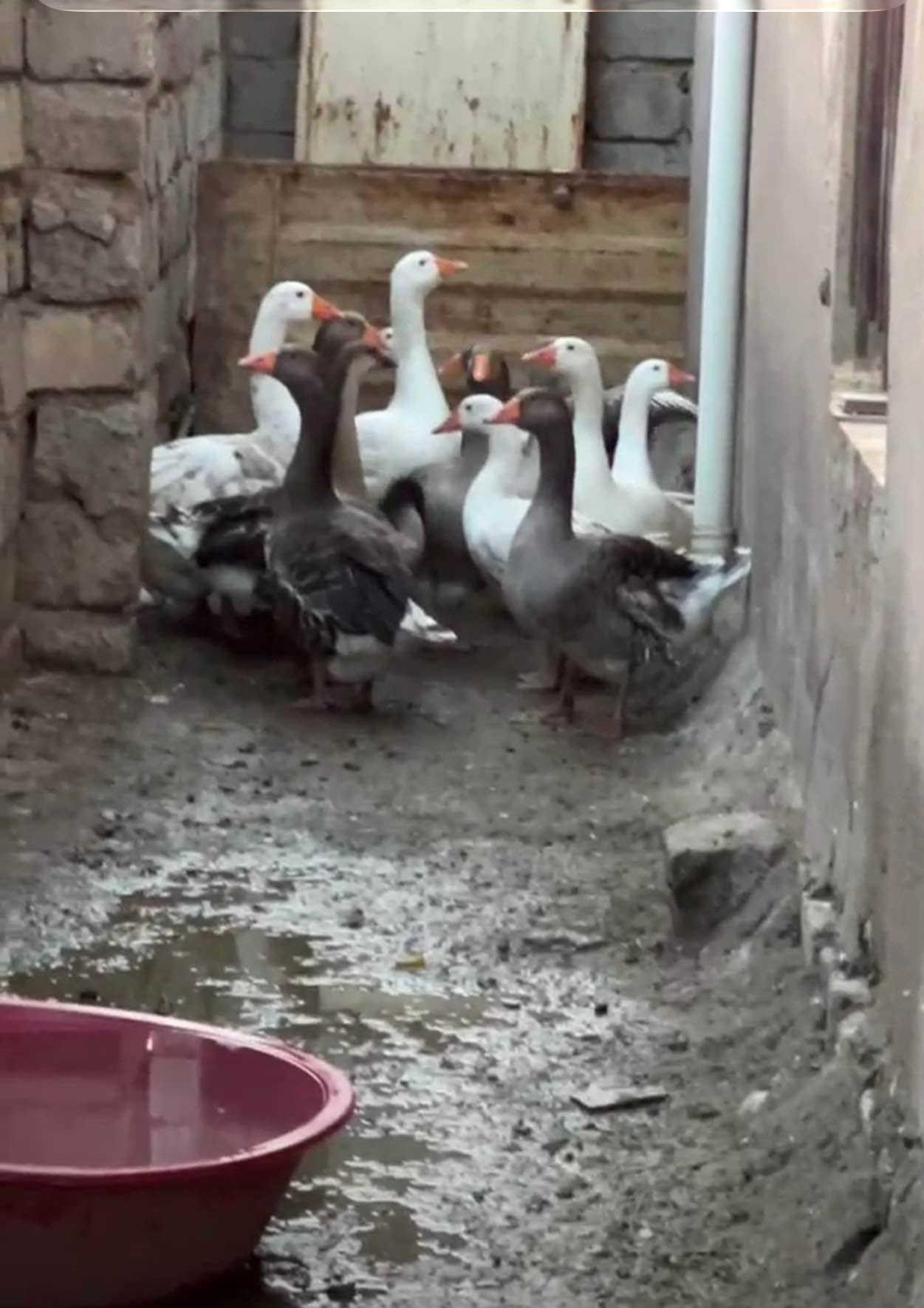 أربيل • للبيع • ئەوقەزانە