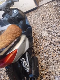 سكنس نثية • كابريتر • ياباني