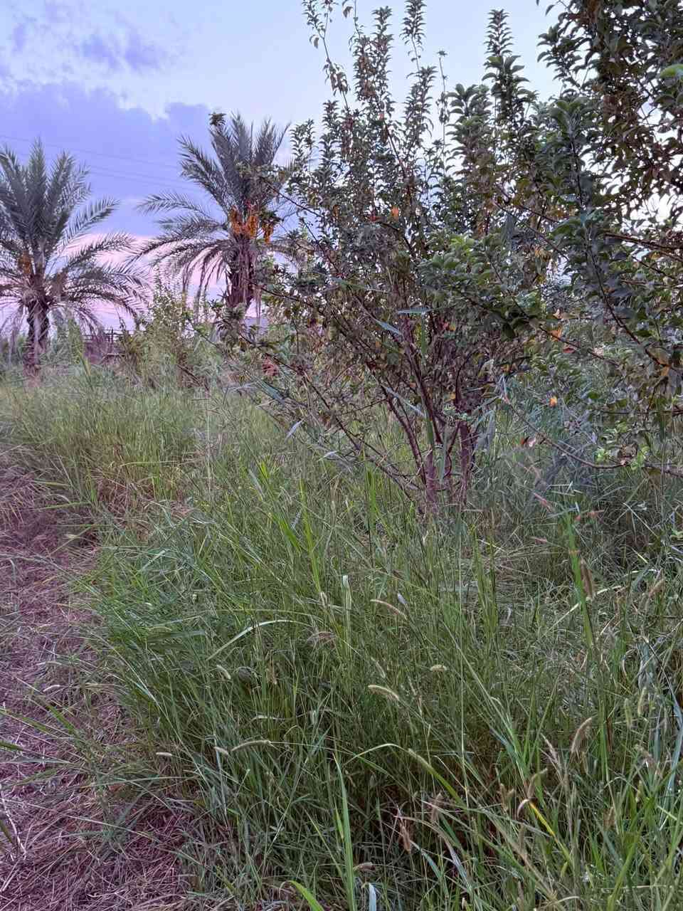 حشيش بلاش • حصيبه السنجك • جسر الحويجه