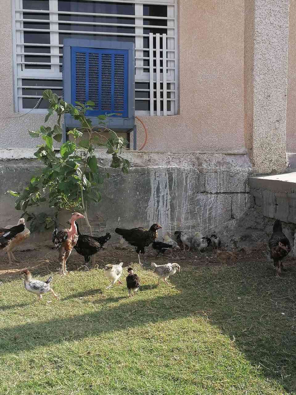 فراريج عرب • ٥ أشهر • العدد ١٢
