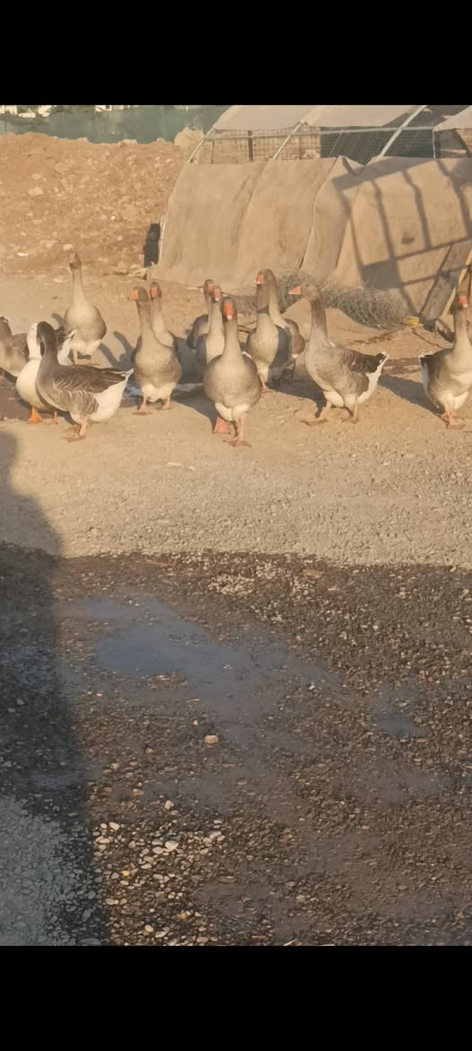 بسم اللەالرحمن الرحیم
ماشاڵالەماڵی هەمولیەک وەجبەیەک قازی تایبەت فول هەنگاری جی36ی اسڵ بۆفرۆشتن نرخی جوتی240هەزارومعامەلەیەکی برایانە شوێن حاجیاوا ژم
*********** كويسينجاك, أربيل
