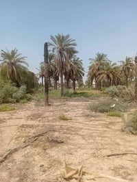 دونم ونص للبيع طابو صرف عثماني العمارة مقابل حي الفنانين ٠٧٧١٧٦٠٤٠٢٦بي...