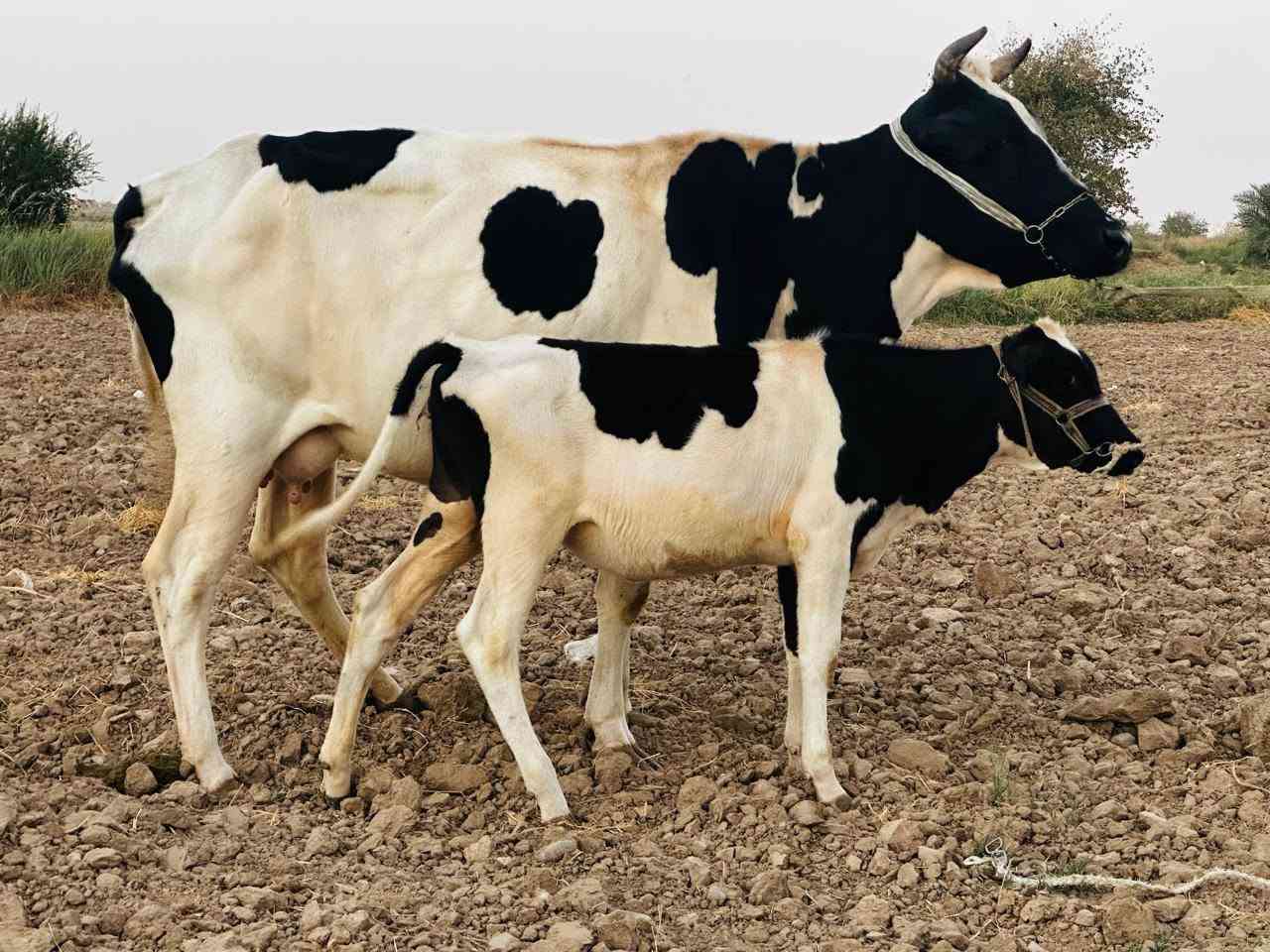 بسم الله الرحمن الرحيم اخوان نعرضلكم بقره حليب وراها حوليه @ على كل عيب مكفوله@خشانه فول امان ونصاحه ٣ تيام@اسعر المطلوب@٣٢٥٠ وبي مجال @اتصل وتابع تفاصيل بلفيديو@ صلاح الدين الشرقاط قرية الخضرانيه@
يوجد توصيل 
***********
