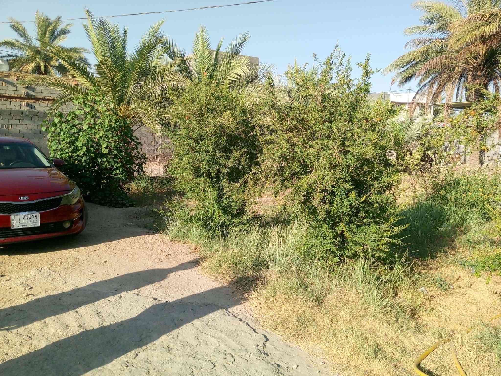 للبيع 1000متر مع بيت ومحل متوفره جميع الخدمات
وتحتوي ع نخيل وفواكه 

جنس العقار طابو سند 25 مفوظه بالطابو
العنوان بابل طريق حله نجف قرب مطحنة المسره تبعد عن الشارع الرئيسي 500متر

للاستفسار اكثر  ***********
