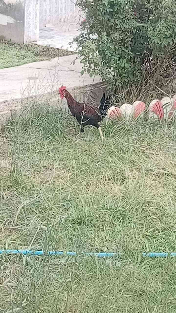 ديوكه • ٤ • للبيع