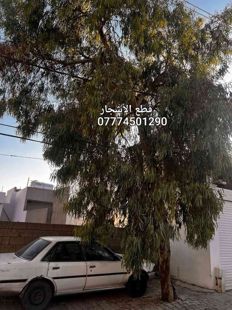 كل ما يخص الحدائق كركوك
تقليم الأشجار قص الثيل تبديل التربة قطع الأشجار الكبيرة 
***********
