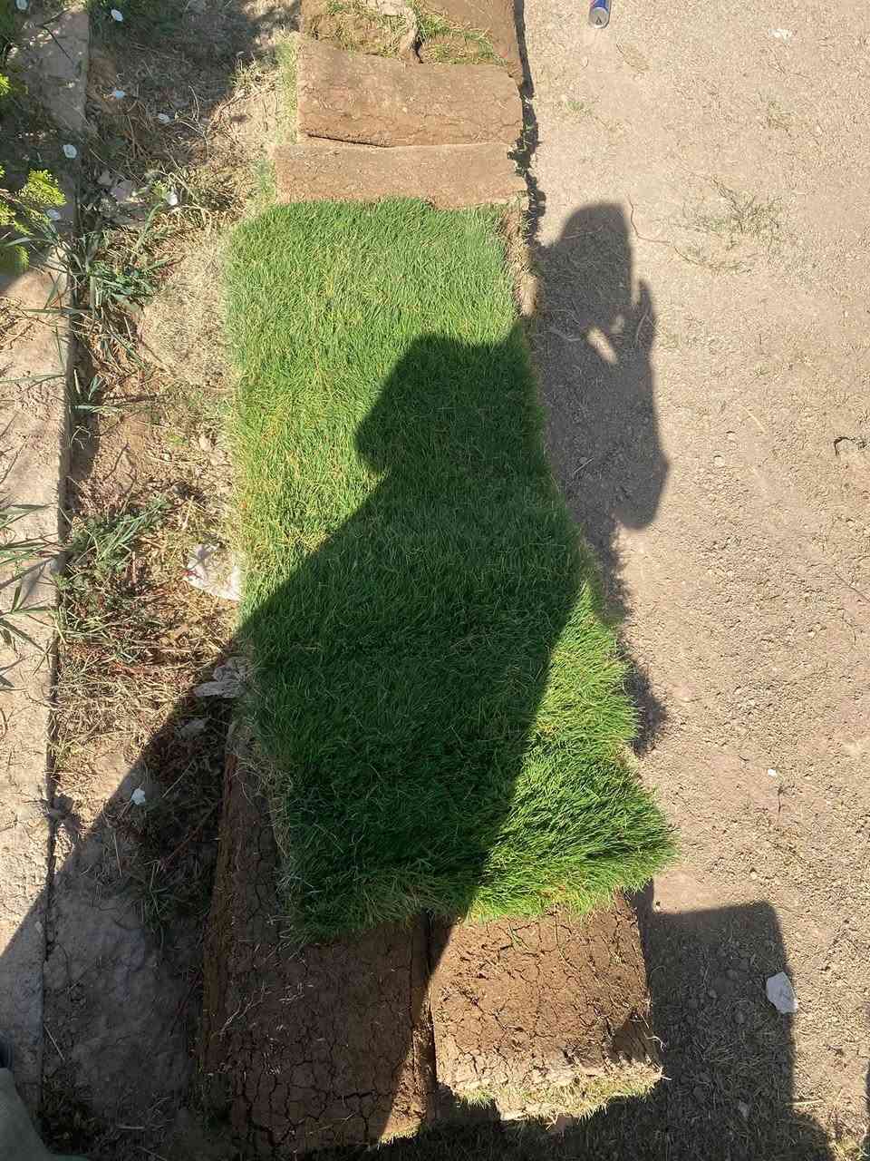 السلام عليكم وصول وجبة جديده  ثيل هندي درجة أولى ##مشتل الكوثر طريق الزاب شميط قرب بانزين خانة الرملي وقاعة الهيبة للاعراس للتواصل ع الرقم *********** واتساب
