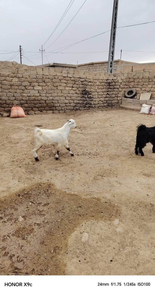 جدايه للبيع دجه للبيع اتصل على الرقم ***********

نص مكتوب في الصور:
- HONOR X9c 35mm f/1.75 1/221s ISO100
- HONOR X9c 24mm f/1.75 1/245s ISO100