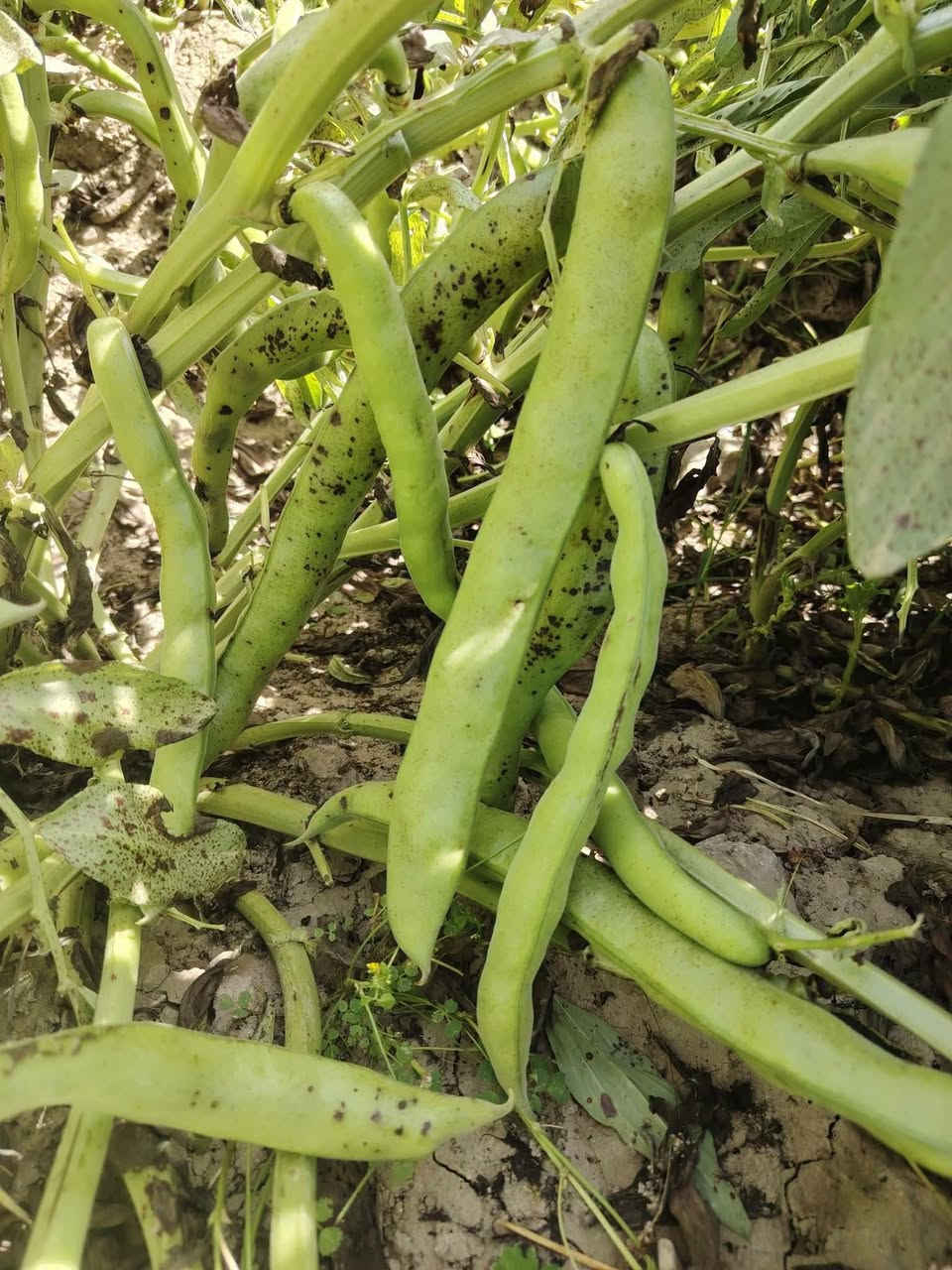 🌱 بذور باقلاء  عالية الجودة (AQUADULCE) 🌱
​لأصحاب المزارع والحدائق الباحثين عن أفضل إنتاجية وأعلى نسبة إنبات! نقدم لكم بذور الباقلاء الهولندية الممتازة ذات القرون الطويلة والإنتاج الوفير.
​مميزات المنتج:
​النوع: باقلاء عريضة (Aquadulce Extra-Long Pod)
​المصدر: منشأ هولندي فائق الجودة (Holland)
​نسبة الإنبات: 85% كحد أدنى
​نسبة النقاء: 99% كحد أدنى
​معاملة ومحمية: معالجة بمادة (Metalaxyl-M) لحماية البذور أثناء الإنبات
​الوزن: عبوة 5 كيلو غرام
​التفاصيل والسعر:
​💰 السعر: 65 ألف دينار للعبوة
​🚚 التوصيل: متوفر لجميع المناطق (5 آلاف دينار فقط لكل عبوة)
​📞 للطلب والاستفسار:
يرجى الاتصال على الرقم: ***********
