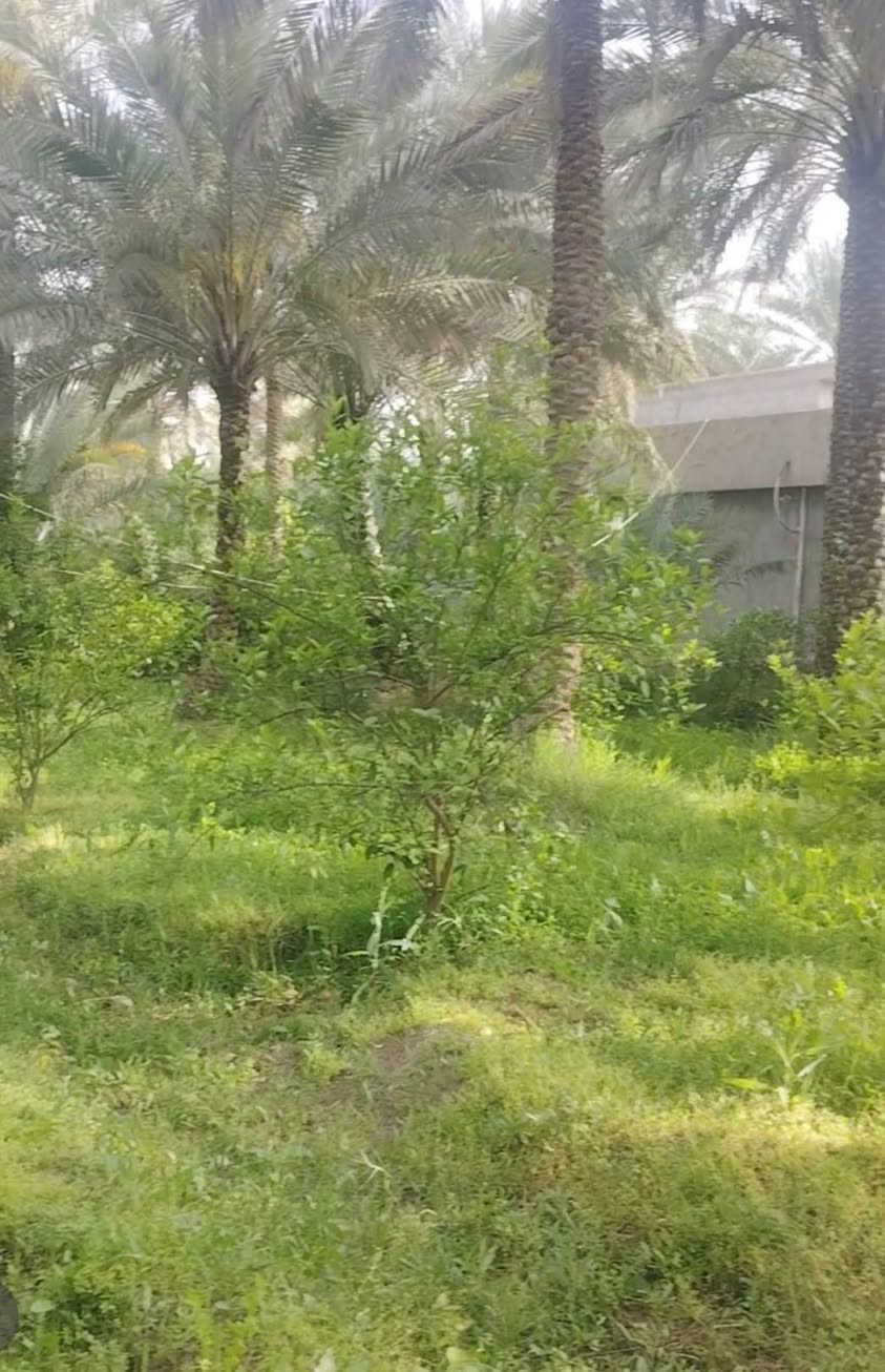 السلام عليكم
أرض للبيع المساحه 3 دونم ونص طابو زراعي تحويل باسم المشتري عنوان الأرض كربلاء الحسينيه قريب العطيشي تبعد عن السوق بحدود كيلو ونص الأرض تحتوي على بيوت عدد 3 بناء حديث السعر الكلي للارض 575 الاستفسار ع الرقم ***********
*********** أبو حسين المسعودي
