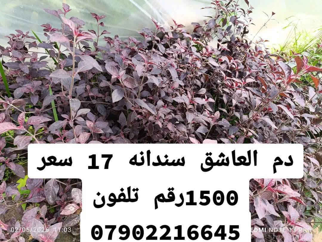 لا توجد تفاصيل

نص مكتوب في الصور:
- خف البط مشطب السعر 1500رقم الهاتف ***********
- دراسينيا أذريه الطول متر 2500رقم الهاتف 0790221665
- صبرير عامودي للبيع احجام مختلفه رقم الهاتف ***********
- شمع دان سعر 5000 رقم تلفون ***********
- دم العاشق سندانه 17 سعر 1500رقم تلفون ***********