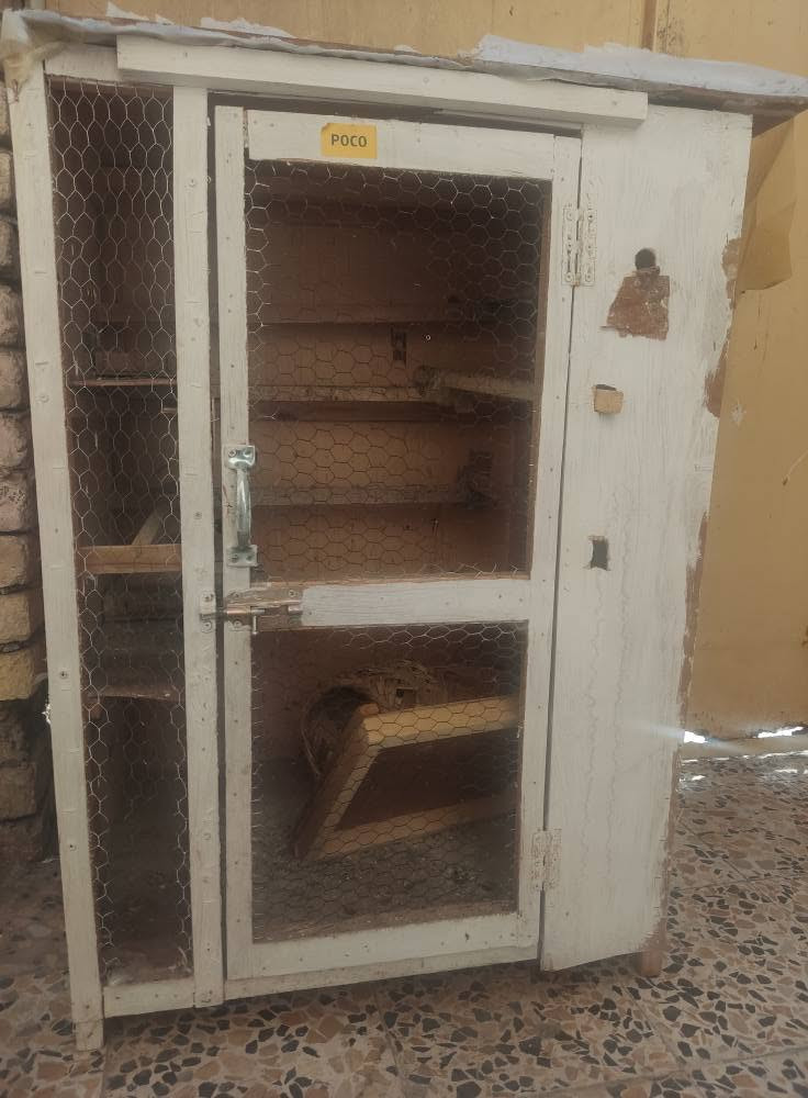 قفص • عمارة • ميسان