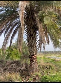 صاعود نخل • جاهز للزراعة • منضف