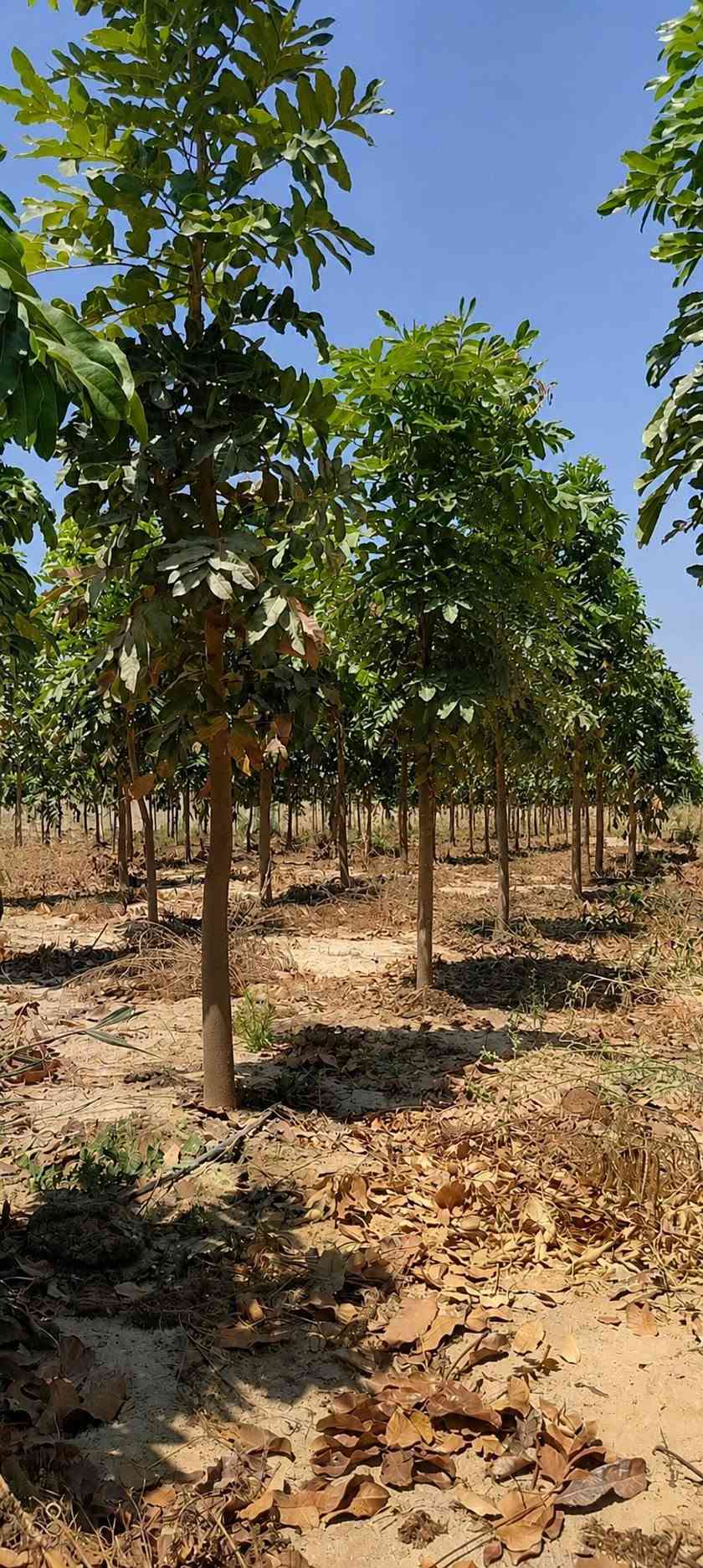 🌿🌳 السلام عليكم ورحمة الله وبركاته
لكل محبي الأشجار والطبيعة والجمال 🌱💚
اليوم نعرفكم على واحدة من الأشجار المميزة والقوية...
✨ شجرة الماهوجني الإفريقي ✨
وبسعر 10 الاف 
إرتفاع متر وربع 

🌱 ليش الماهوجني من الأشجار المميزة؟
🔹 سريعة النمو 🌿
من الأشجار سريعة النمو، وقد تحقق زيادات كبيرة في الارتفاع مع توفر الظروف المناسبة والعناية الجيدة.
🔹 تتحمل أنواع مختلفة من الترب 🌱
تستطيع النمو في أكثر من نوع من التربة، ويفضل لها أن تكون التربة جيدة الصرف ومناسبة لنمو الجذور.
🔹 تتحمل الظروف البيئية المختلفة ☀️🌿
تتمتع بقدرة جيدة على التأقلم، ومع العناية المناسبة يمكن زراعتها في بيئات مختلفة.
🔹 مناسبة للتشجير والمساحات الواسعة 🌳
تتميز بتاج واسع وكثافة خضرية جميلة، لذلك تُستخدم للحدائق والمتنزهات وعلى جوانب الطرق.
🔹 تمنح الظل 🌳☀️
مع نموها وتكوين تاجها الكثيف، توفر مساحة ظل جميلة ومريحة.
🔹 أزهارها عطرية 🌸
تتميز أزهار الماهوجني برائحة عطرية خفيفة ومميزة.
🔹 مفيدة للبيئة 🍃
تُعد من الأشجار المناسبة للتشجير وتوفير الظل والحماية ضمن مشاريع الغطاء النباتي.
🌳 الماهوغني... شجرة تجمع بين الجمال، سرعة النمو، وقوة التحمل 🌿💚
📍 متوفرة لدينا للمهتمين بالتشجير وتجميل الحدائق والمساحات الخضراء. 📩 للاستفسار أو الحجز راسلونا على الخاص.
واتساب ***********
🚛 يتوفر لدينا خدمه توصيل لجميع محافظات العراق 
🏡العنوان بابل/ المحاويل
