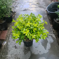 جورنته ليموني