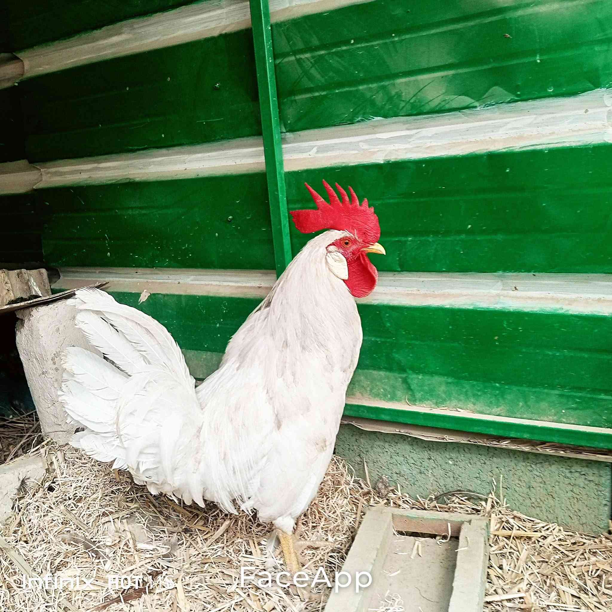 ديك • دجاجة • سبع البور الضباط