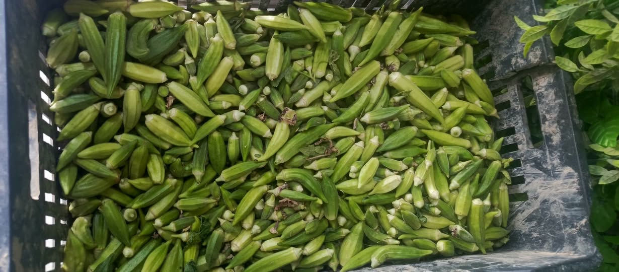 بانيا الصويره • هسه • توصيل
