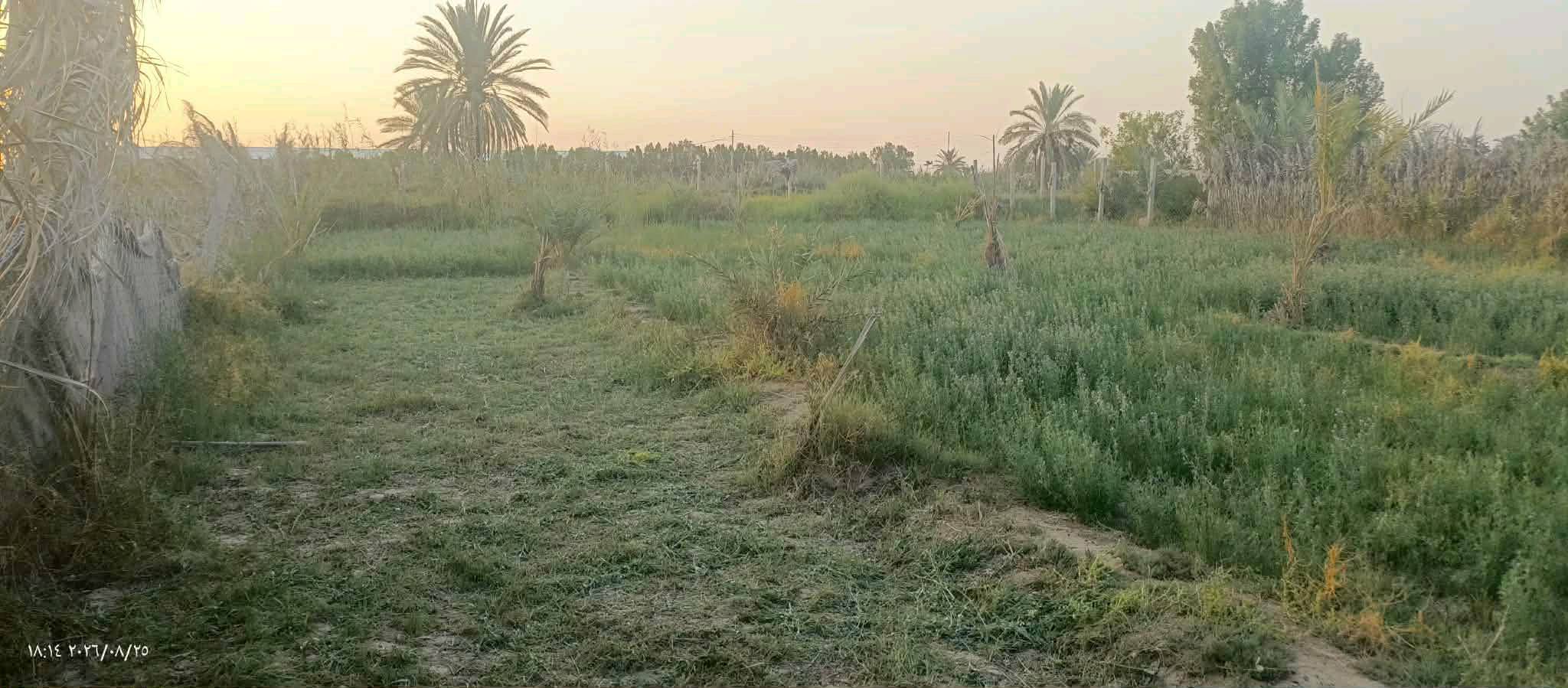 نص دونم • عقد زراعي • بيت حلال